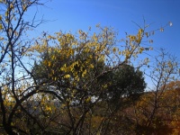 Yellow leaves on a bush in autumn