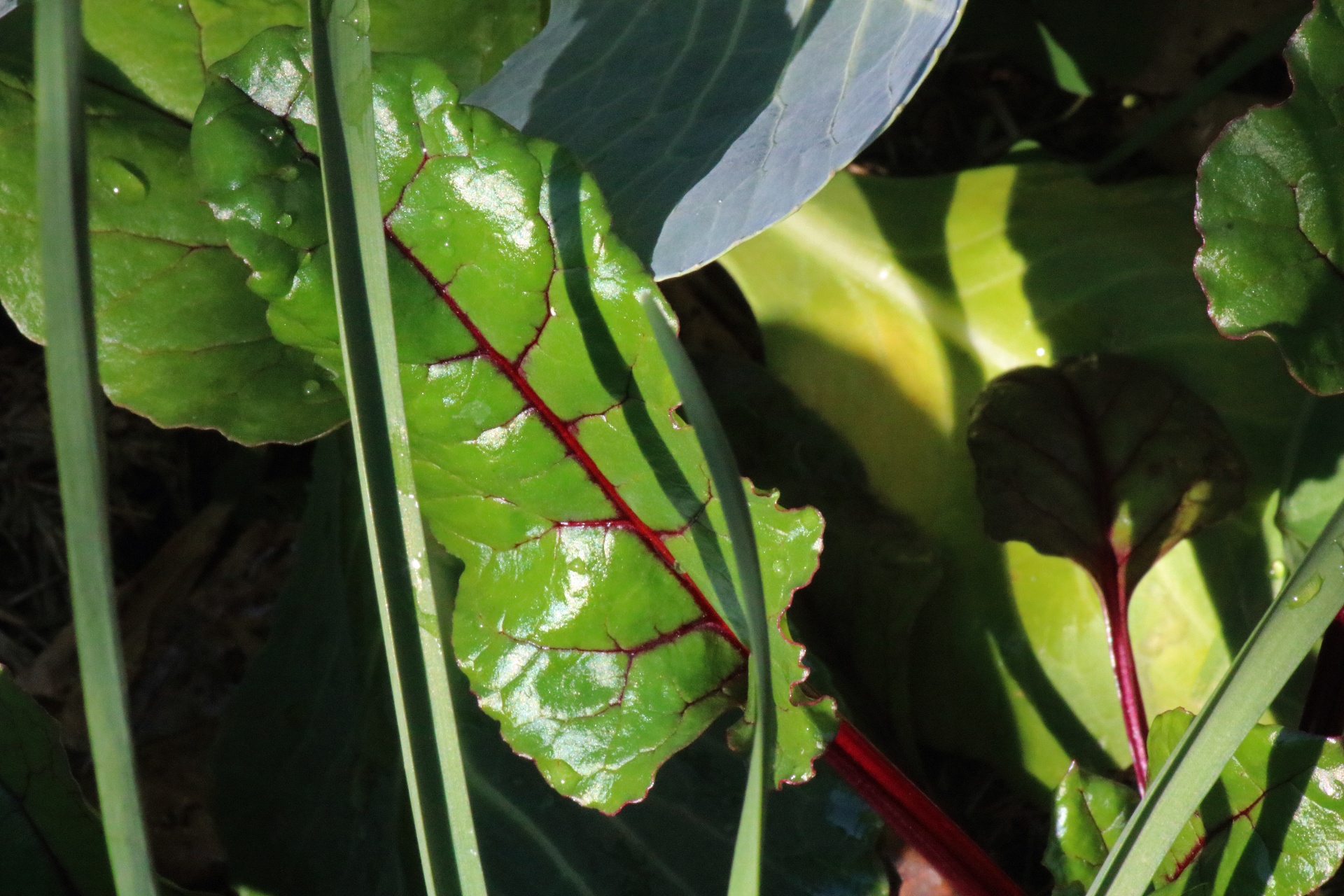 花园中的有机甜菜叶或甜菜叶高清摄影大图-千库网