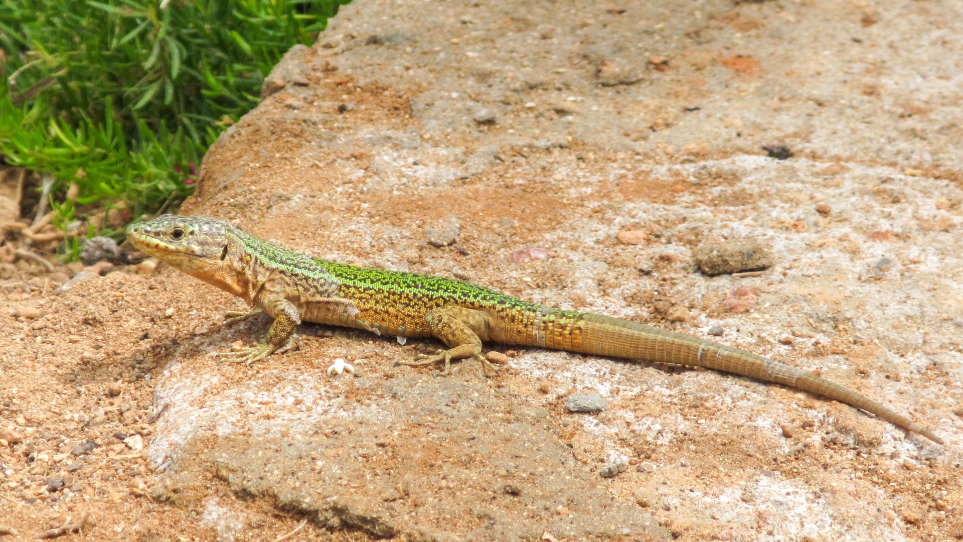 Green Lizard Free Stock Photo Public Domain Pictures