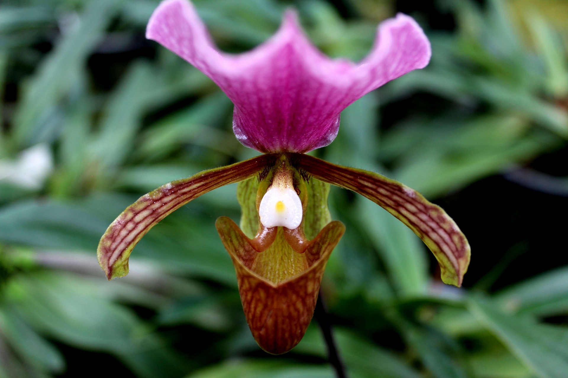 Rdr2 lady slipper orchid