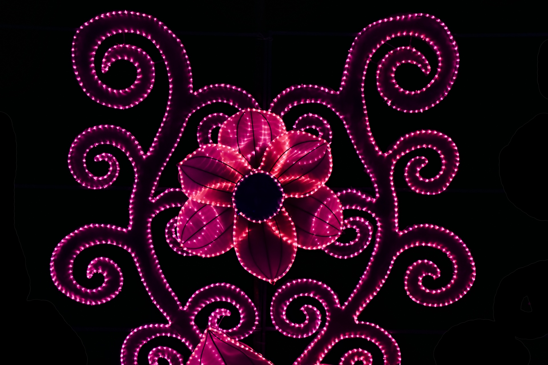 Lighted Flower Pink Lights Free Stock Photo - Public Domain Pictures