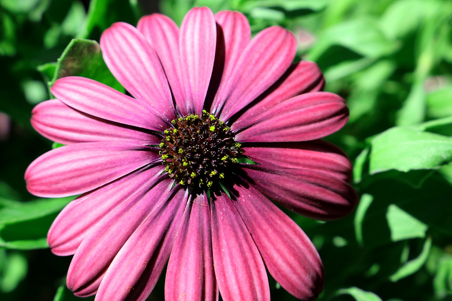 Pink Africane Daisy Close-up