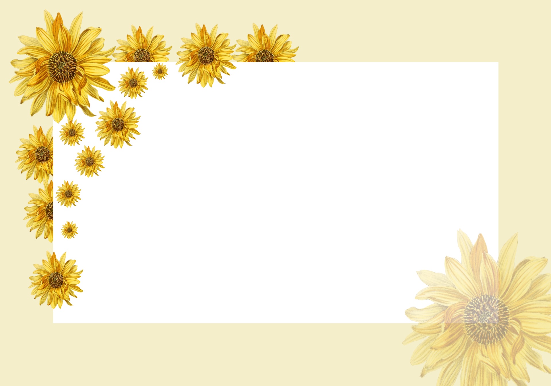 sunflowers-card-invitation-blank-free-stock-photo-public-domain-pictures