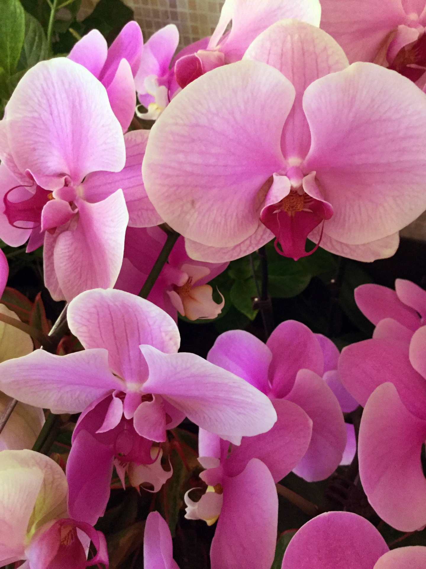 Purple Orchid Flower Petal Free Stock Photo - Public Domain Pictures