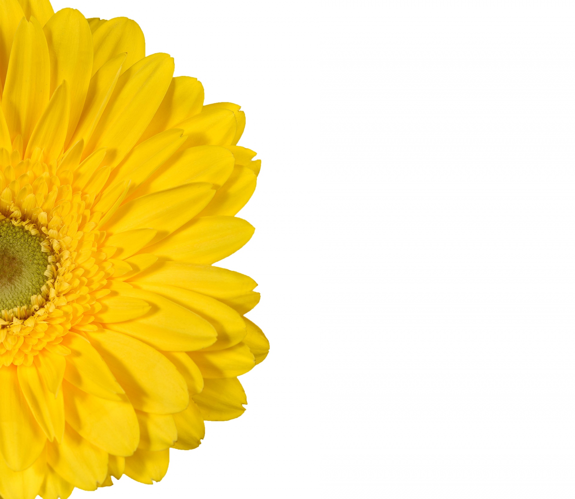 黄色のガーベラデイジーの花 無料画像 Public Domain Pictures
