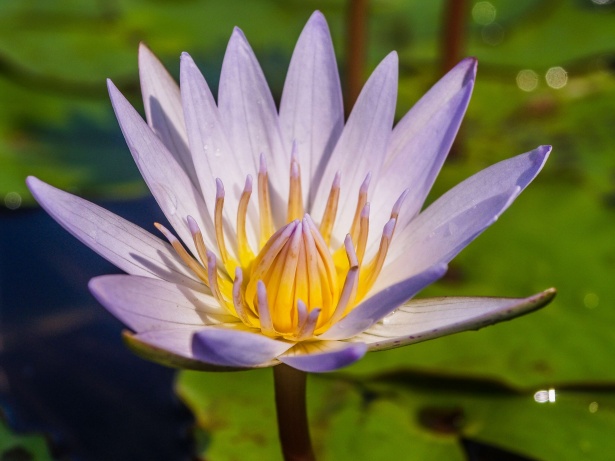 Hermosa flor de loto Stock de Foto gratis - Public Domain Pictures