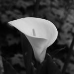 Arum, bílý květ