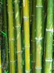 Bamboo forest background