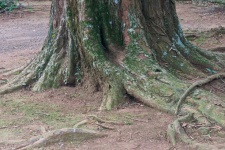 Base di grande tronco d'albero con r