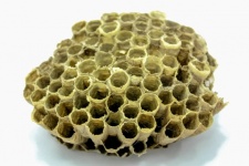 Bienenstock Honig