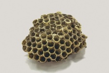 Bienenstock Honig
