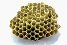Mel de colmeia de abelhas