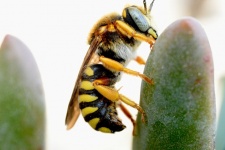 Albina prelevând nectar dintr-o floare