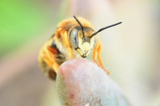 Albina prelevând nectar dintr-o floare