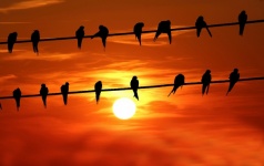 Vogels op draad zonsondergang