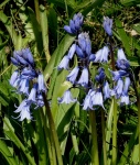 Flores de Bluebell