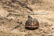 Box Turtle Looking Over Its Back