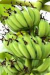Banda zrání banánů strom