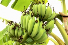 Bos rijpende bananenboom