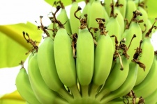 Bündel reifender Bananenbaum