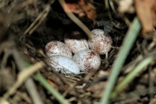Carolina Wren Bird huevos en el nido