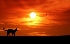 Cat on Prowl Sunset