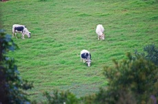 Bestiame al pascolo su una verde collina