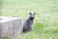 Gato cinzento sentado na grama