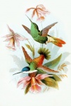 Arte vintage de aves colibrí