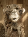 Camello fresco