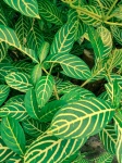 Croton Plant Leaves