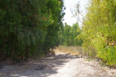 Dirt Road In Eucalyptus Grove