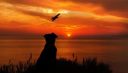 Hund, Vogel Sonnenuntergang Silhouette