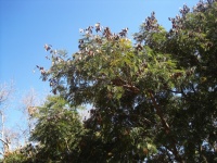 Dry leaves on tall branches of tree