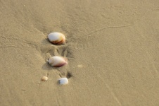 Kevés tengeri kagyló a homokos strandon