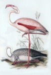 Novelă de artă vintage Flamingo