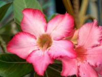 Flor de azalea