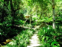 Sendero en jardín jungla