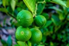 Fresh Limes On Lime Tree