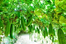 Fresh organic zucchini Farm