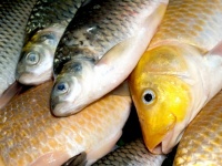 Freshwater Fish food