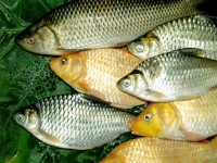 Freshwater Fish food