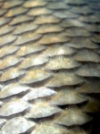 Freshwater Fish Fotos De Stock
