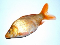 Freshwater Fish Fotos De Stock