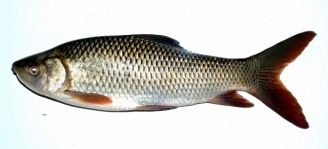 Freshwater Fish Stock Photos