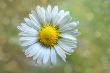 Margarida flor flores prado