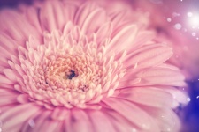 Floare de gerbera roz roz