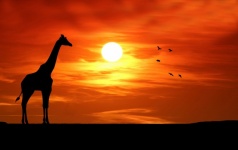 Sylwetka żyrafa o zachodzie słońca