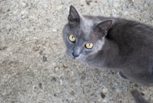 Серый бездомный кот