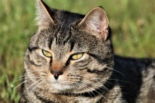 Graue Tabby-Katze im Gras-Porträt